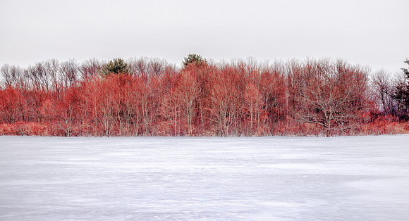 Crimson Trees in Snow