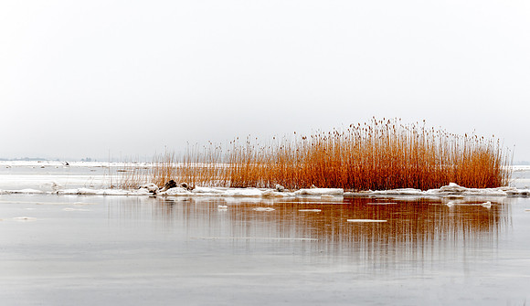 Marsh Grasses