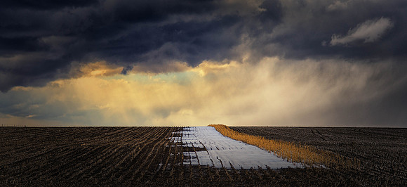Winter Corn Field