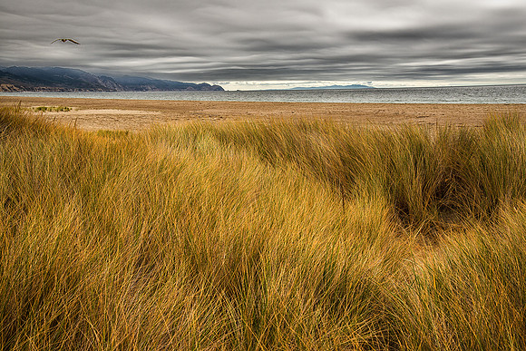 Beach Grass
