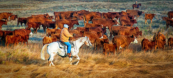 Cattle at Rest, Rider on White Horse