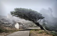 Pathway in Mist